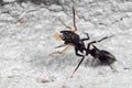 Macro Photo of Ant Mimic Jumping Spider on The Wall