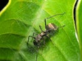 Macro Photo of Ant Mimic Jumping Spider in Web on Green Leaf Royalty Free Stock Photo