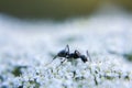 Macro Photo of Ant on Queen Anne& x27;s Lace Royalty Free Stock Photo