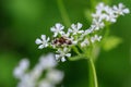 Macro photo of an ant on a white flower. Ant closeup. Royalty Free Stock Photo