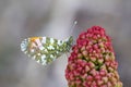 Anthocharis gruneri , Gruner`s orange tip butterfly , butterflies of Iran