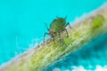 Macro photo of aphids on tree branch