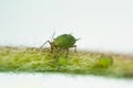 Macro photo of aphids on tree branch