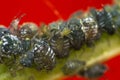 Macro photo of aphids on tree branch