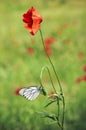 Aporia crataegi , the black-veined white butterfly on red poppy flower