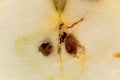 Apple with larva traces of a codling moth Cydia pomonella