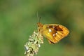 The Argynnis Alexandra butterfly , butterflies of Iran Royalty Free Stock Photo