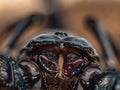 Macro photo of asian forest scorpion head