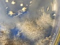 Aspergillus niger fungus and Bacillus bacteria growing on sabouraud dextrose agar medium