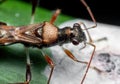 Macro Photo of Assassin Bug Eating Bird Poop on Green Leaf