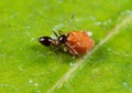 Macro Photo of Assassin Bug is Eating Fruit on Leaf