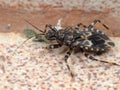 Macro Photo of Assassin Bug on The Floor Royalty Free Stock Photo