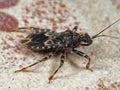 Macro Photo of Assassin Bug on The Floor Royalty Free Stock Photo