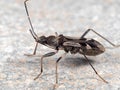Macro Photo of Assassin Bug on The Floor Royalty Free Stock Photo