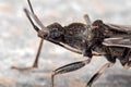 Macro Photo of Assassin Bug on The Floor Royalty Free Stock Photo