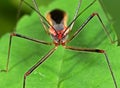 Macro Photo of Assassin Bug on Green Leaf Royalty Free Stock Photo