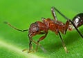 Macro Photo of Assassin Bug on Green Leaf Royalty Free Stock Photo