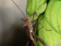 Macro Photo of Assassin Bug on Green Leaf Royalty Free Stock Photo