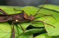 Macro Photo of Assassin Bug Green Leaf Royalty Free Stock Photo