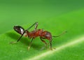 Macro Photo of Assassin Bug on Green Leaf Royalty Free Stock Photo