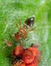 Macro Photo of Assassin Bug with Red Fruit on Green Leaf Royalty Free Stock Photo