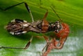 Macro Photo of Assassin Bug is Sucking Fruit on Green Leaf Royalty Free Stock Photo