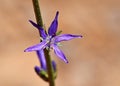 Asyneuma virgatum flower in wild , flora Iran Royalty Free Stock Photo