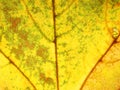 Macro photo of the autumn fallen leaf. You can see the structure Royalty Free Stock Photo