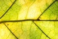 Macro photo of autumn foliage. green and yellow leaf texture background Royalty Free Stock Photo