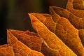 Macro photo of Autumn Foliage. Red Leaf texture close up. perfect for seasonal use Royalty Free Stock Photo