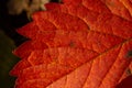 Macro photo of Autumn Foliage. Red Leaf texture close up. perfect for seasonal use Royalty Free Stock Photo