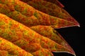 Macro photo of Autumn Foliage. Red Leaf texture close up. perfect for seasonal use Royalty Free Stock Photo