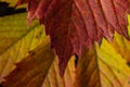 Macro photo of Autumn Foliage. Red Leaf texture close up. perfect for seasonal use Royalty Free Stock Photo