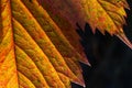 Macro photo of Autumn Foliage. Red Leaf texture close up. perfect for seasonal use Royalty Free Stock Photo