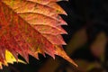 Macro photo of Autumn Foliage. Red Leaf texture close up. perfect for seasonal use Royalty Free Stock Photo