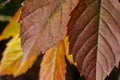 Macro photo of Autumn Foliage. Red Leaf texture close up. perfect for seasonal use Royalty Free Stock Photo