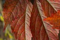 Macro photo of Autumn Foliage. Red Leaf texture close up. perfect for seasonal use Royalty Free Stock Photo