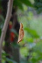 Macro photo of an autumn leaf hanging on a spider web Royalty Free Stock Photo