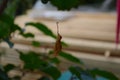Macro photo of an autumn leaf hanging on a spider web Royalty Free Stock Photo