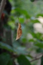 Macro photo of an autumn leaf hanging on a spider web Royalty Free Stock Photo