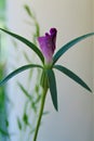 Macro photo with the background of decorative flower with petals in shades of purple color