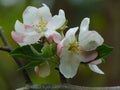 Macro photo background with flowers with white petals on a branch of a fruit tree the Tree Royalty Free Stock Photo