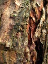 Macro photo with the background texture of the bark of the pine tree Royalty Free Stock Photo