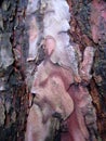 Macro photo with the background texture of the bark of the pine tree Royalty Free Stock Photo