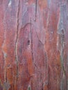 Macro photo with the background texture of the bark of a young tree of pine Royalty Free Stock Photo