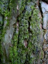 Macro, photo background texture of old wood pine, overgrown with green moss Royalty Free Stock Photo