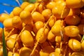 Macro photo of Barhi Date palm yellow fruits on the clusters in organic fruit garden for harvesting