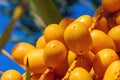 Macro photo of Barhi Date palm yellow fruits (Phoenix Dactylifera) on the clusters on a palm tree