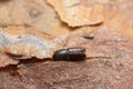 Bark borer on pine bark