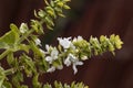 Basil flowers Ocimum basilicum with brown background Royalty Free Stock Photo